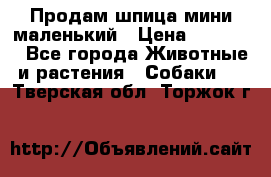 Продам шпица мини маленький › Цена ­ 15 000 - Все города Животные и растения » Собаки   . Тверская обл.,Торжок г.